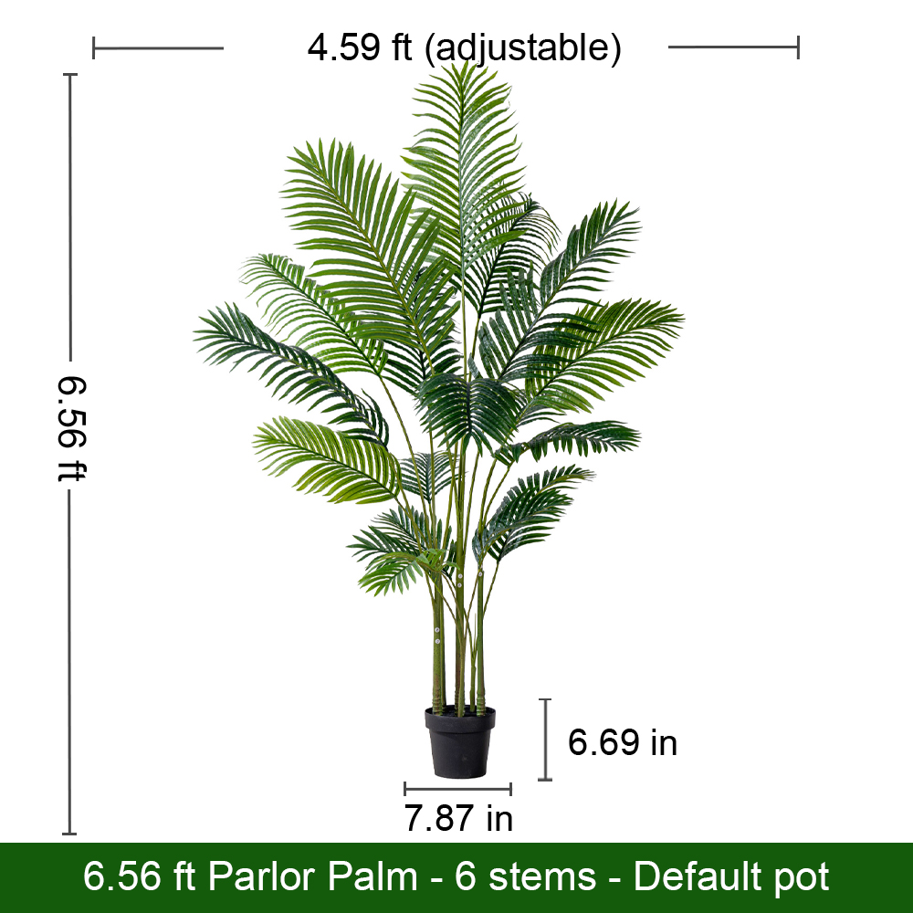 Butterfly Palm(standard)